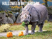 Halloween für Groß und Klein in Hellabrunn  ©Foto: Tierpark Hellabrunn / Marc Müller